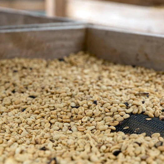 Pink Borbon Creation - Huila, Colombia