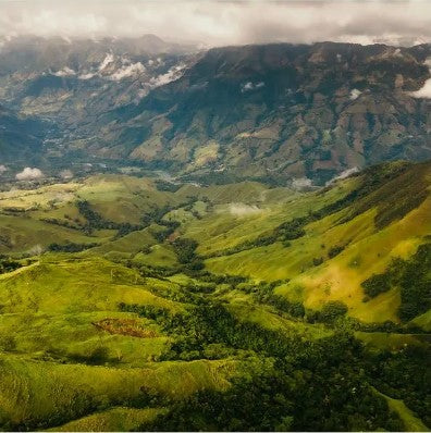 Finca La Luisa - Peach Fermentation